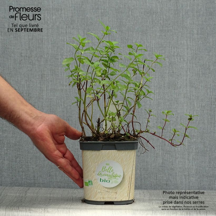 Exemplar von Menthe poivrée - Mentha piperata en plant BIO Pot de 1L./1,5L. wie im Herbst geliefert