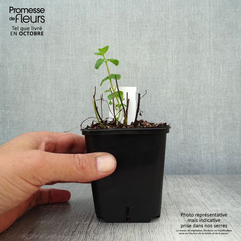 Exemplar von Menthe poivrée - Mentha piperita Godet de 8 cm wie im Herbst geliefert