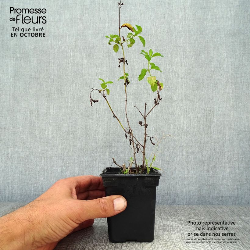 Exemplar von Menthe Réglisse BIO - Mentha x piperita Réglisse Godet de 7/8 cm wie im Herbst geliefert