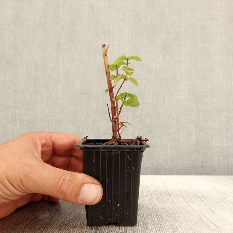 Exemplar von Menthe rotundifolia BIO Godet de 8 cm wie im Herbst geliefert