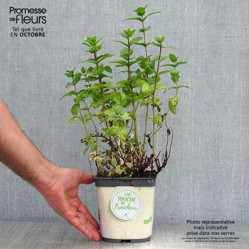 Exemplar von Menthe verte - Mentha spicata en plant BIO Pot de 2L/3L wie im Herbst geliefert