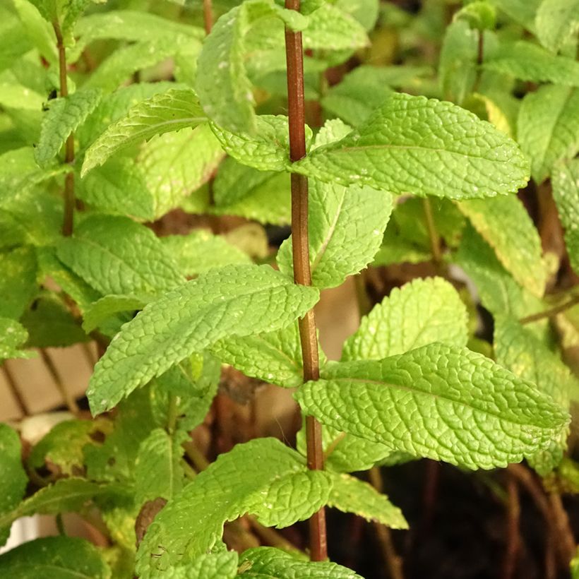 Ähren-Minze Bio - Mentha spicata (Laub)