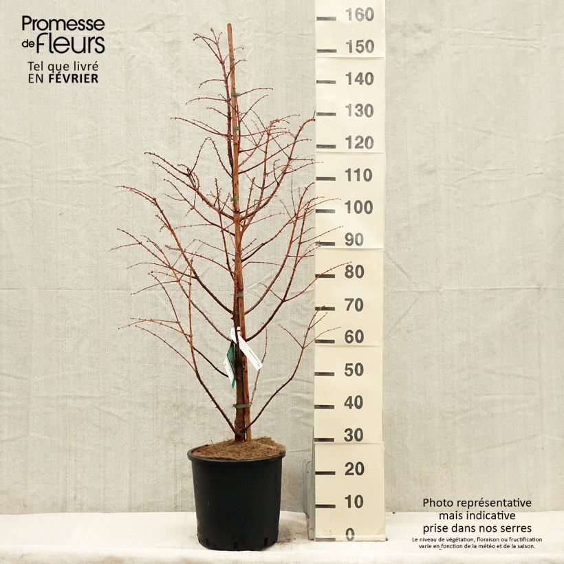 Exemplar von Metasequoia glyptostroboides Chubby Pot de 12L/15L 100/125cm wie im Winter geliefert