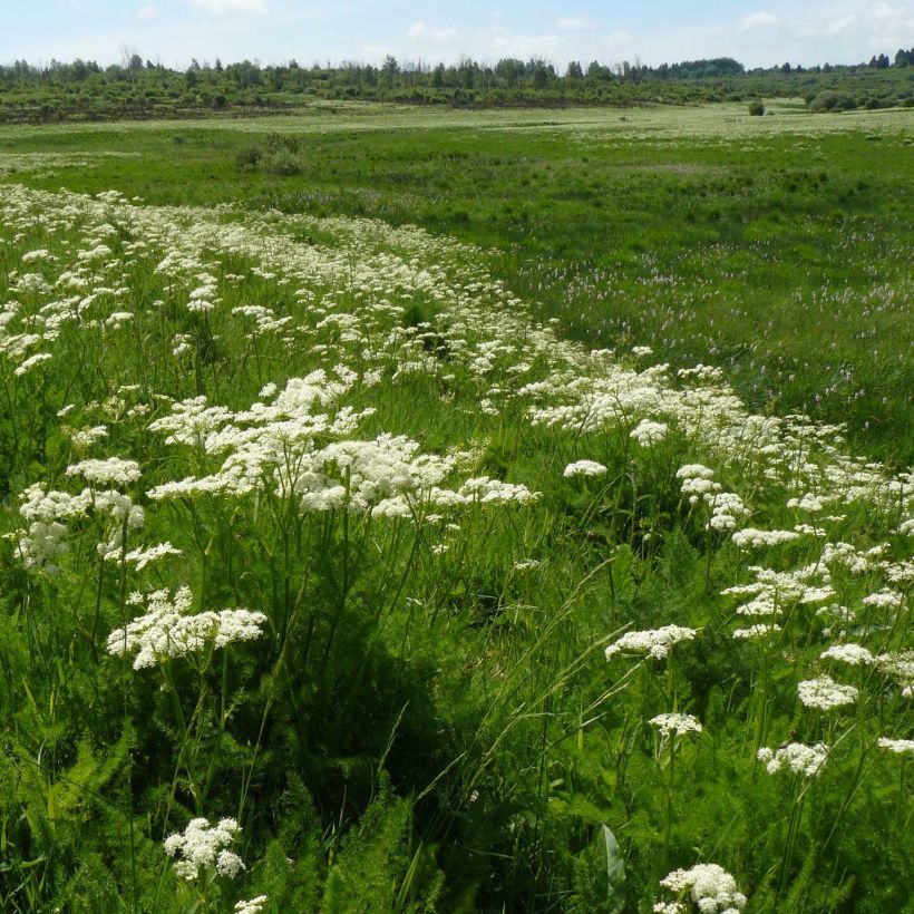 Bärwurz - Meum athamanticum (Hafen)