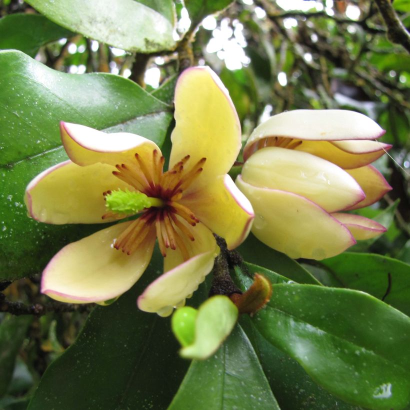 Magnolia figo - Bananenstrauch (Blüte)