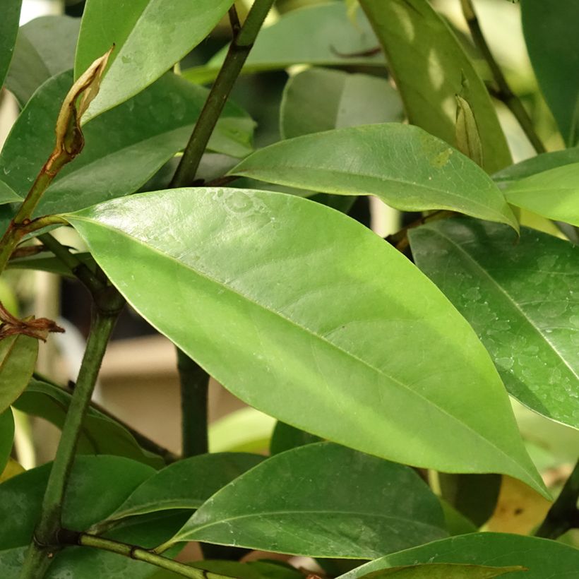 Magnolia foggii Allspice - Magnolie (Laub)