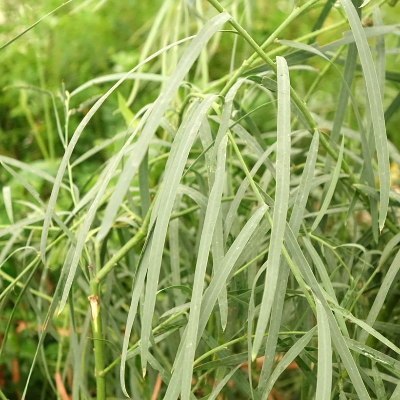 Acacia iteaphylla - Akazie (Laub)