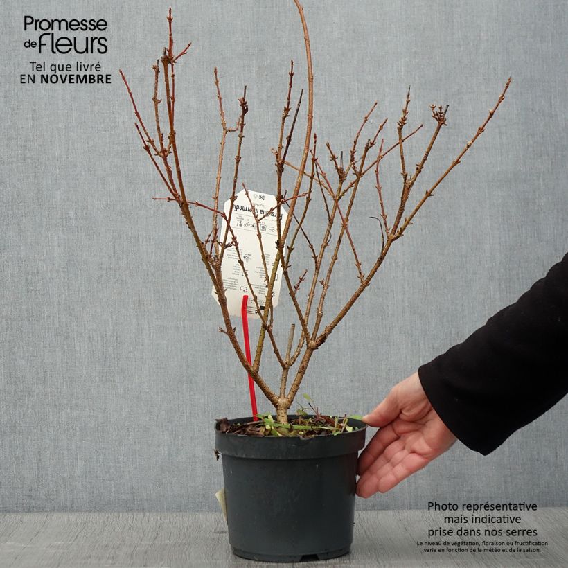 Exemplar von Mimosa de Paris - Forsythia x intermedia Lynwood en pot de 2L/3L wie im Herbst geliefert