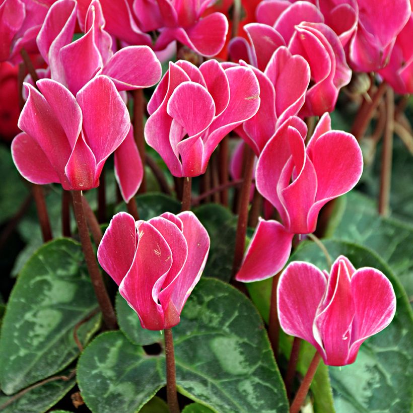 Cyclamen Bisou Magenta - Zimmer-Alpenveilchen (Blüte)