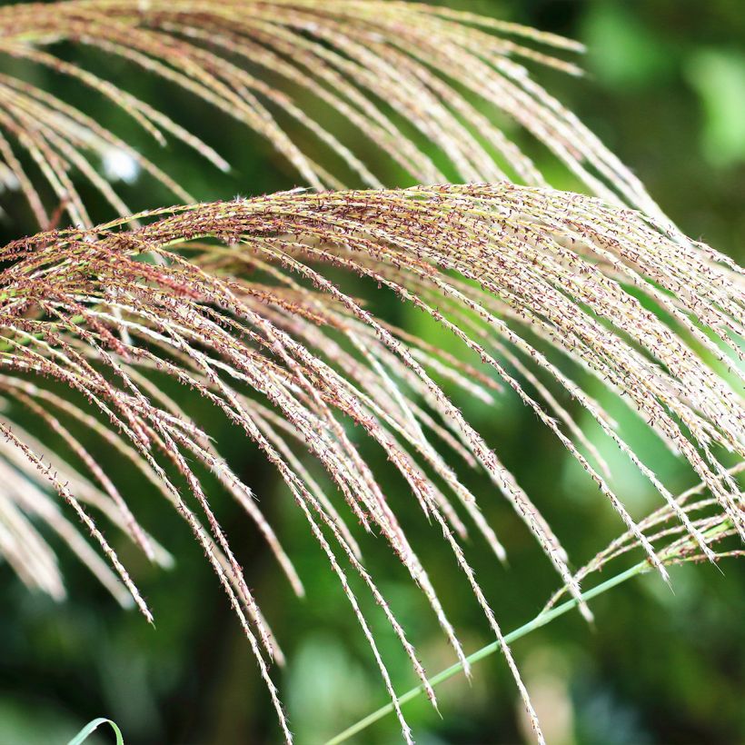 Riesen-Chinaschilf - Miscanthus floridulus (Blüte)