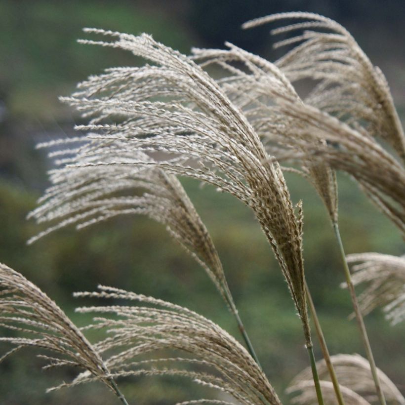 Riesen-Chinaschilf - Miscanthus giganteus (Blüte)