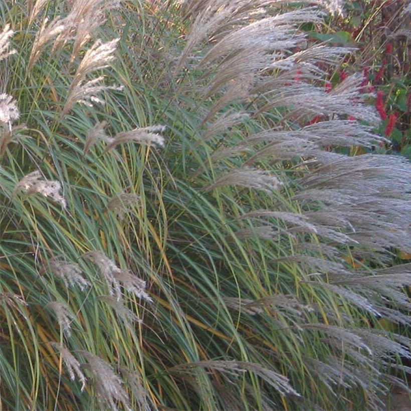 Chinaschilf Adagio - Miscanthus sinensis (Blüte)