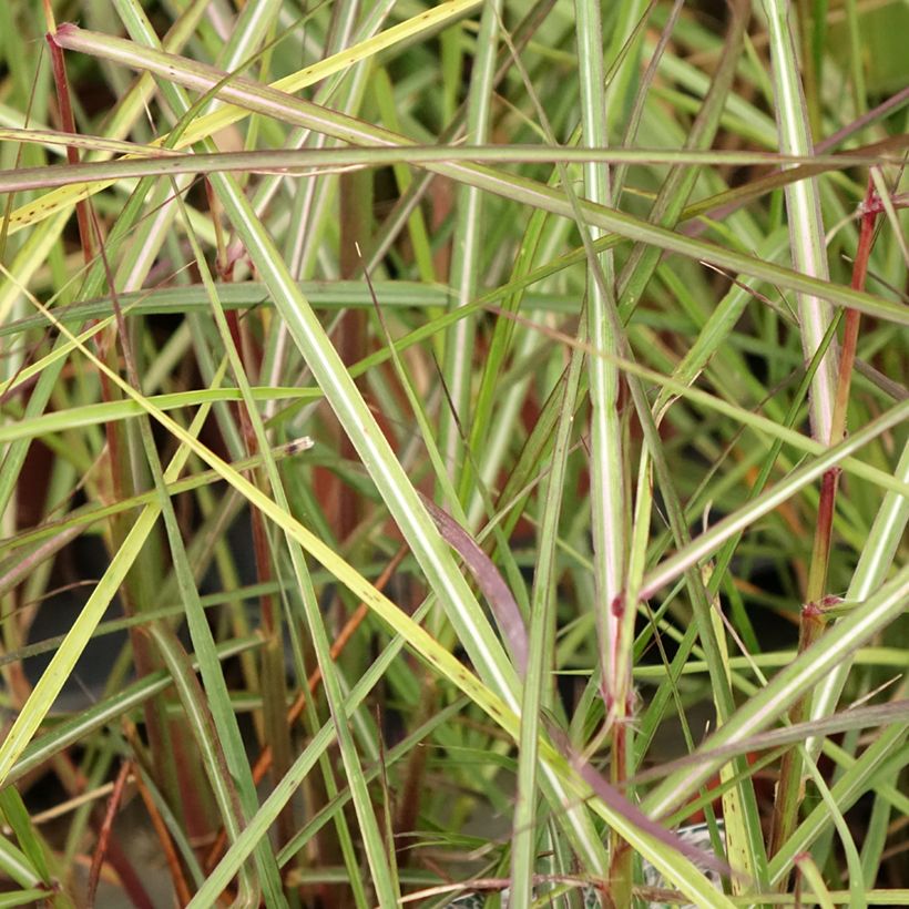 Chinaschilf Aperitiv - Miscanthus sinensis (Laub)