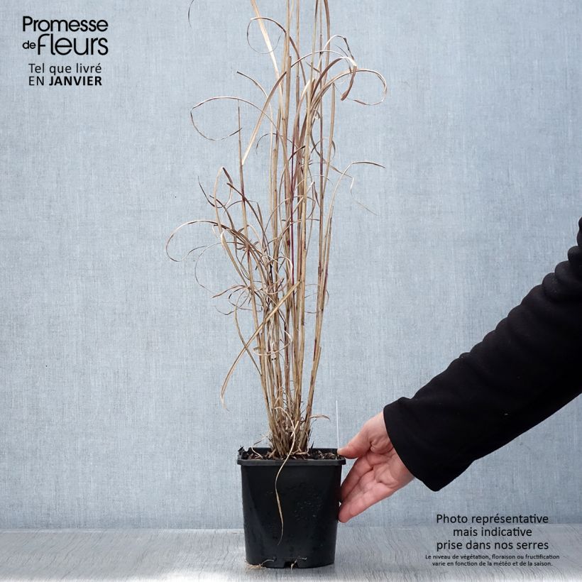 Exemplar von Chinaschilf Boucle - Miscanthus sinensis Topf mit 1,5L/2L wie im Winter geliefert