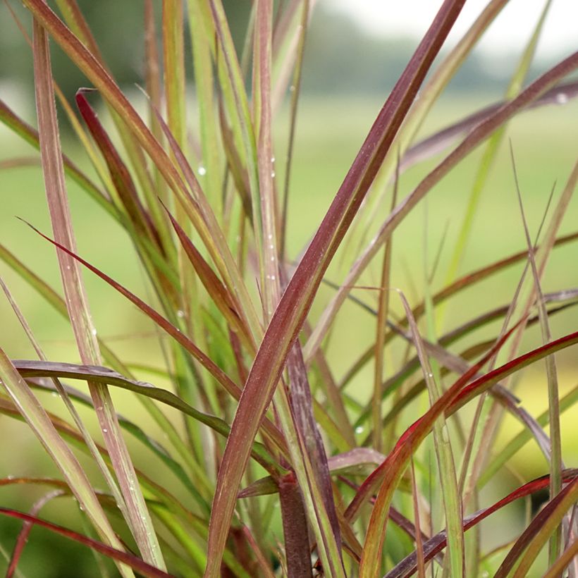 Chinaschilf Boucle - Miscanthus sinensis (Laub)