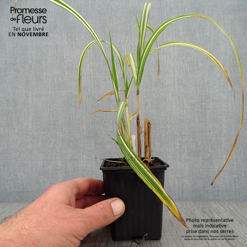 Exemplar von Chinaschilf Cabaret - Miscanthus sinensis var.condensatus wie im Herbst geliefert