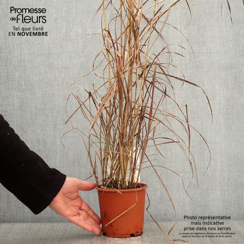 Exemplar von Chinaschilf China - Miscanthus sinensis wie im Herbst geliefert