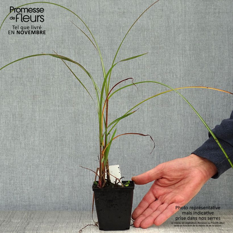 Exemplar von Chinaschilf China - Miscanthus sinensis wie im Herbst geliefert