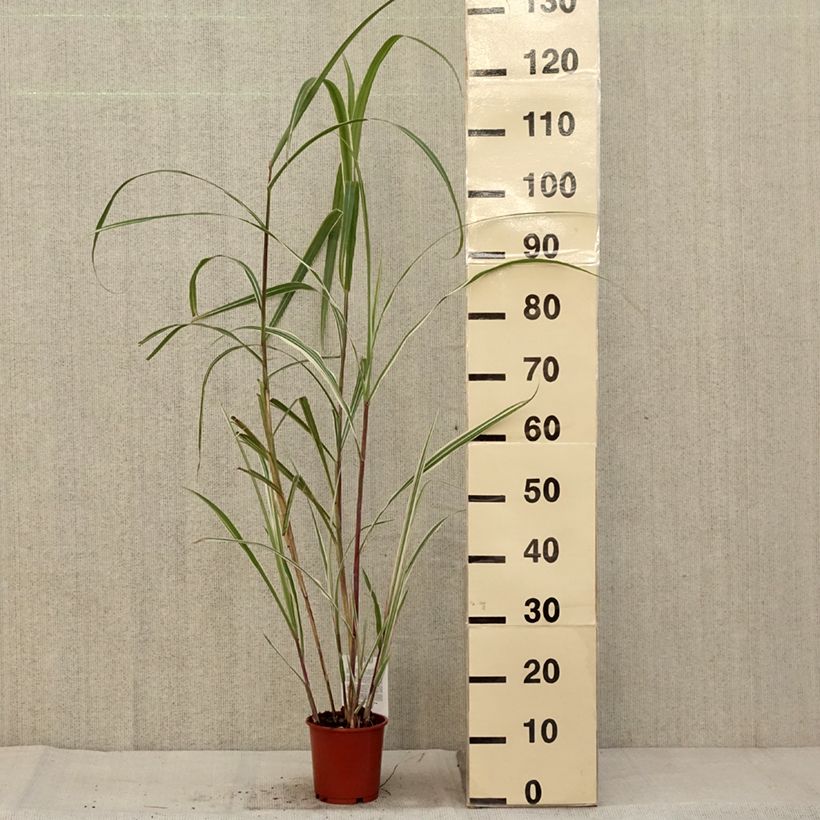 Exemplar von Miscanthus sinensis Cosmopolitan - Eulalie, Roseau de Chine en pot de 1L/1.5L wie im Herbst geliefert