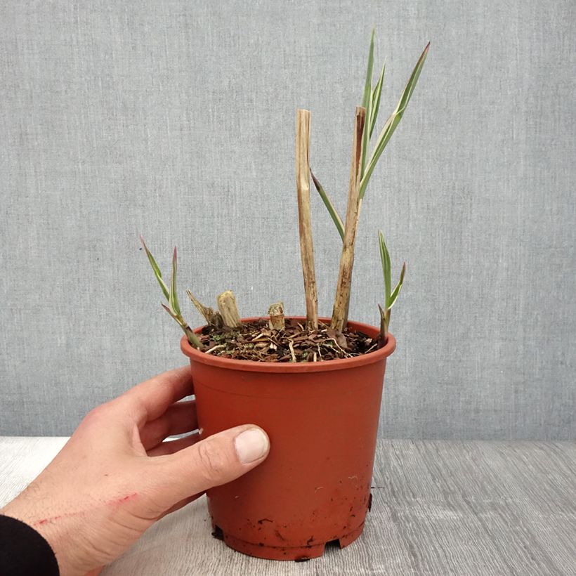 Exemplar von Miscanthus sinensis Cosmopolitan - Eulalie, Roseau de Chine en pot de 1L/1.5L wie im Frühjahr geliefert