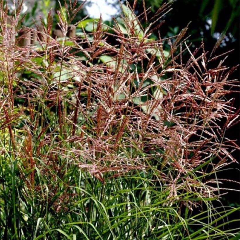 Chinaschilf Dronning Ingrid - Miscanthus sinensis (Blüte)