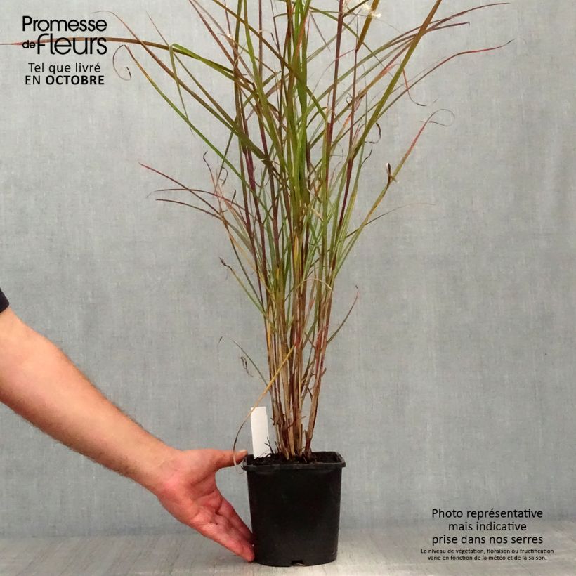 Exemplar von Miscanthus sinensis Dronning Ingrid - Roseau de Chine en godet de 9 cm wie im Herbst geliefert