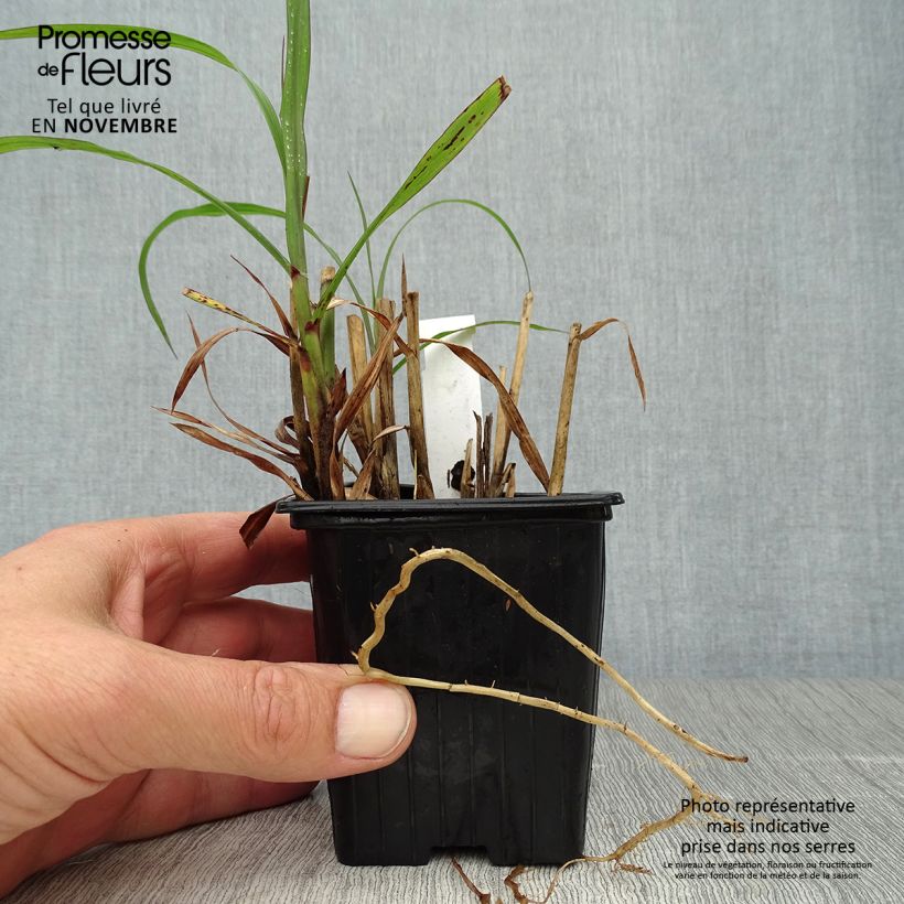 Exemplar von Miscanthus sinensis Emmanuel Lepage - Roseau de Chine Godet de 9cm wie im Herbst geliefert