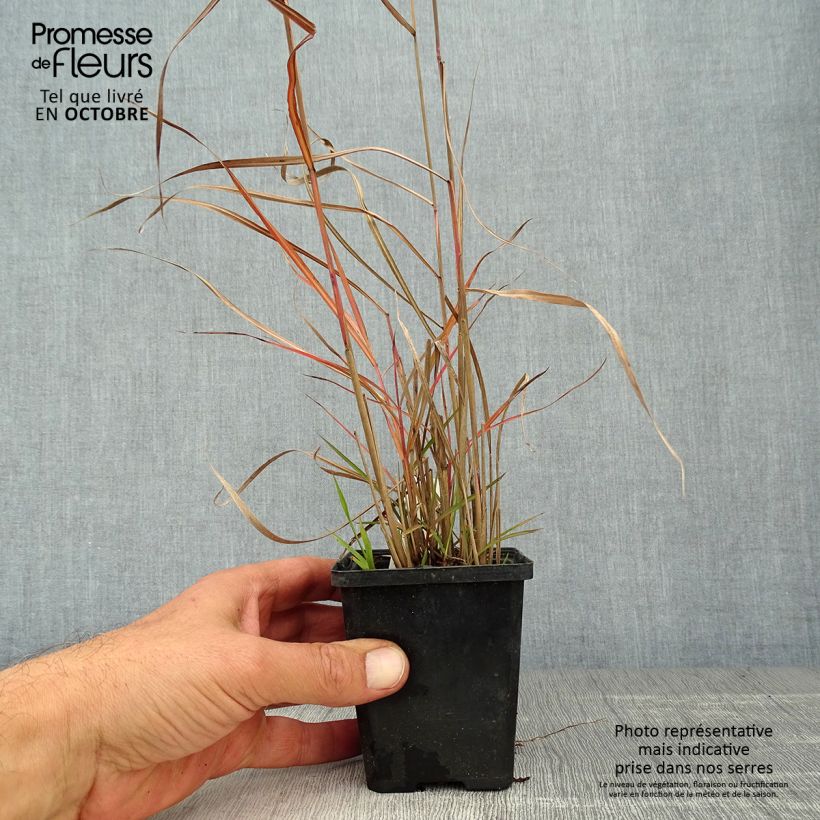 Exemplar von Miscanthus sinensis Ferner Osten - Roseau de Chine Godet de 9cm wie im Herbst geliefert