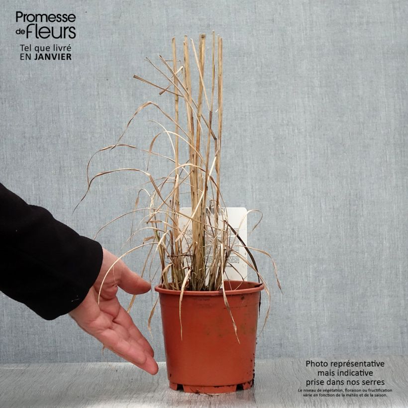 Exemplar von Miscanthus sinensis Ferner Osten - Roseau de Chine - pot de 1L/1.5L wie im Winter geliefert