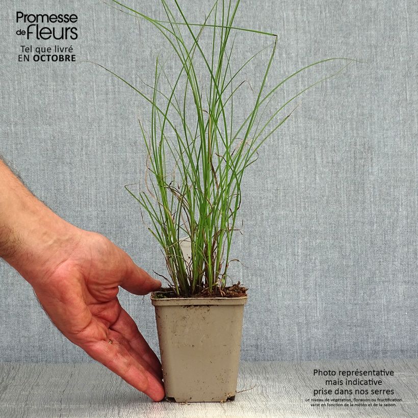 Exemplar von Miscanthus sinensis Flamingo - Eulalie - Roseau de Chine en godet de 9 cm wie im Herbst geliefert