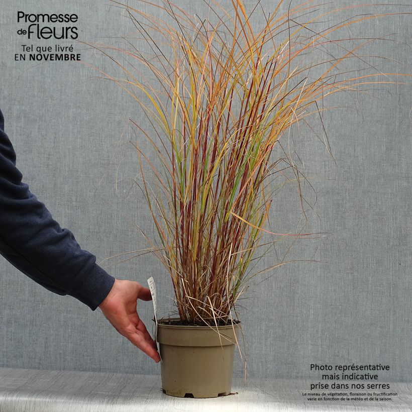 Exemplar von Miscanthus sinensis Flamingo - Eulalie - Roseau de Chine en pot de 2/3 litres wie im Herbst geliefert