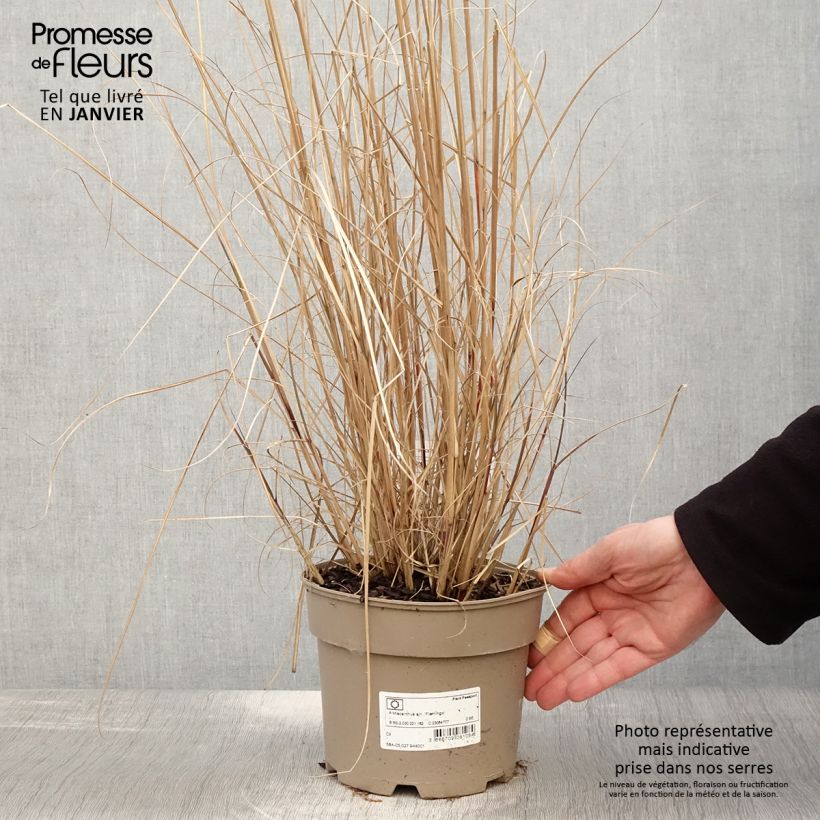 Exemplar von Miscanthus sinensis Flamingo - Eulalie - Roseau de Chine en pot de 2/3 litres wie im Winter geliefert