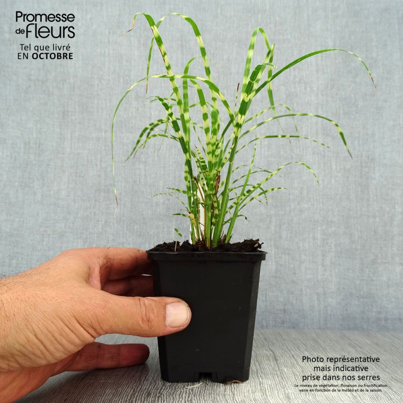 Exemplar von Miscanthus sinensis Gold Bar - Roseau de Chine Godet de 9cm wie im Herbst geliefert