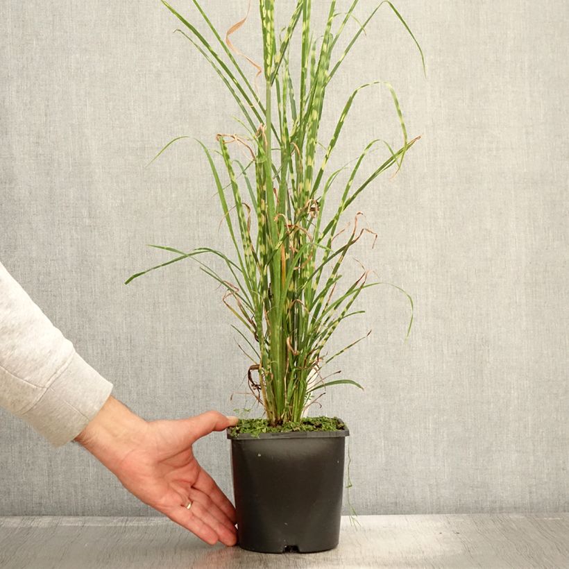 Exemplar von Miscanthus sinensis Gold Bar - Roseau de Chine pot de 2L/3L wie im Herbst geliefert