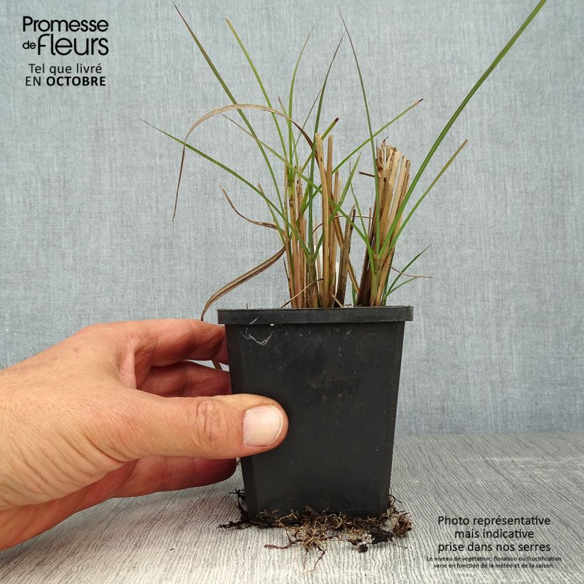 Exemplar von Miscanthus sinensis Graziella - Roseau de Chine Godet de 9cm wie im Herbst geliefert