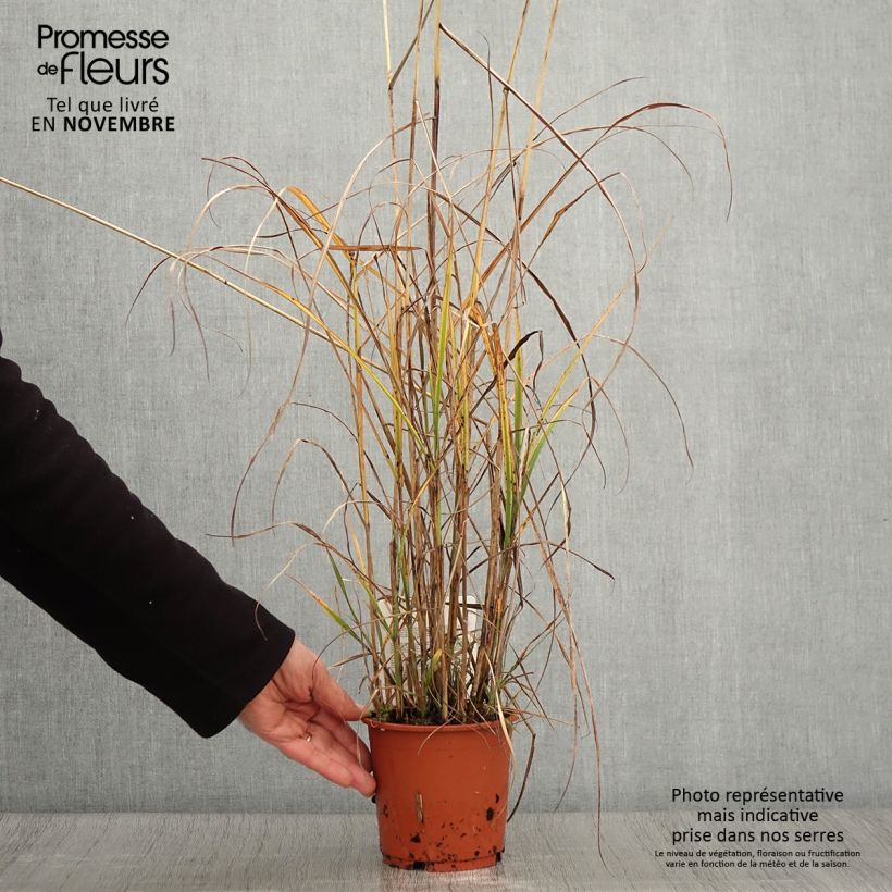 Exemplar von Chinaschilf Kaskade - Miscanthus sinensis wie im Herbst geliefert