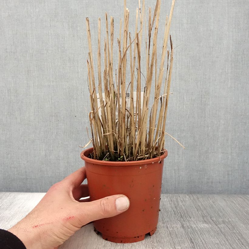 Exemplar von Miscanthus sinensis Kaskade - Roseau de Chine en pot de 1L/1.5L wie im Frühjahr geliefert