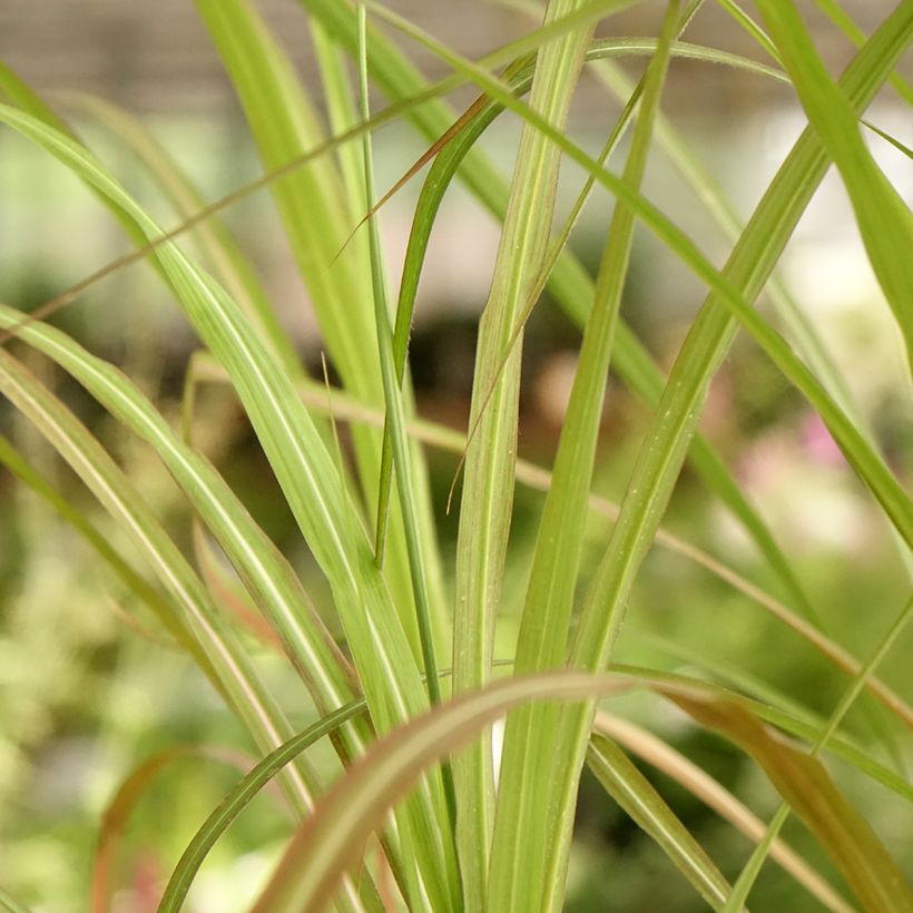 Chinaschilf Kaskade - Miscanthus sinensis (Laub)