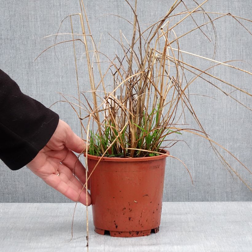 Exemplar von Chinaschilf Kleine Fontäne - Miscanthus sinensis Topf mit 1L/1,5L wie im Winter geliefert