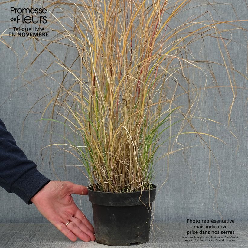 Exemplar von Chinaschilf Kleine Silberspinne - Miscanthus sinensis wie im Herbst geliefert