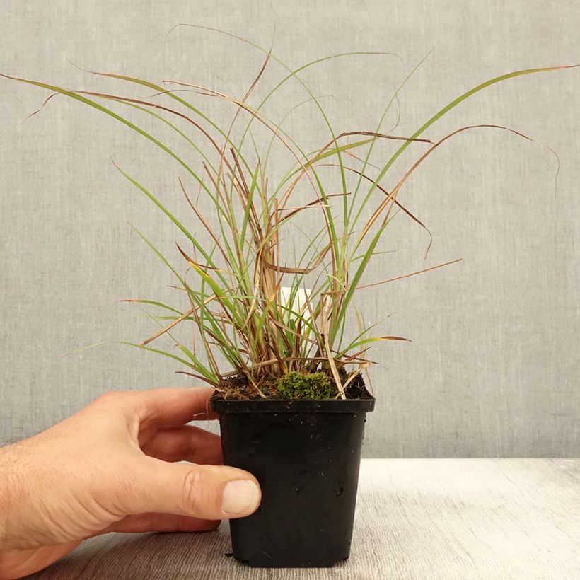 Exemplar von Miscanthus sinensis Krater - Eulalie, Roseau de Chine Godet de 9cm wie im Herbst geliefert