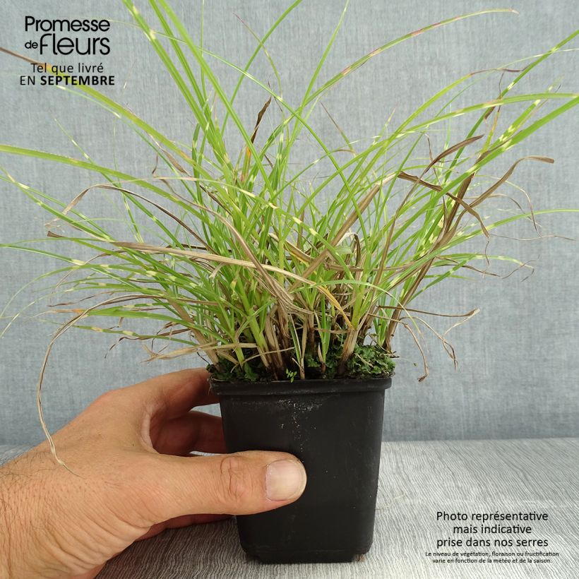 Exemplar von Chinaschilf Little Zebra - Miscanthus sinensis wie im Sommer geliefert