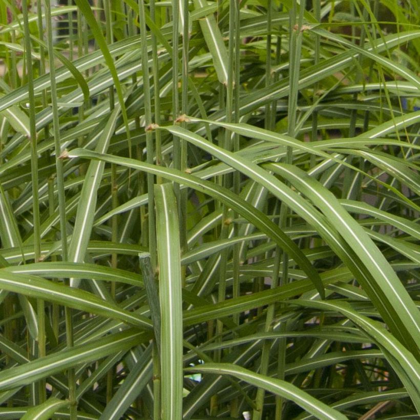 Chinaschilf Malepartus - Miscanthus sinensis (Laub)