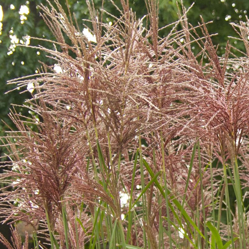 Chinaschilf Malepartus - Miscanthus sinensis (Blüte)