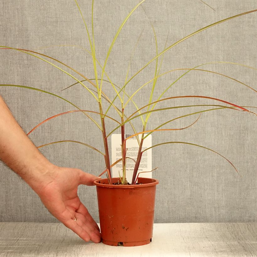 Exemplar von Miscanthus sinensis Malepartus - Eulalie, Roseau de Chine Pot de 1L/1.5L wie im Sommer geliefert