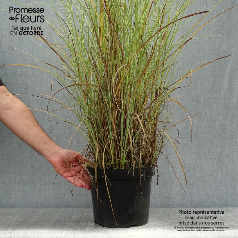 Exemplar von Chinaschilf Morning Light - Miscanthus sinensis wie im Herbst geliefert