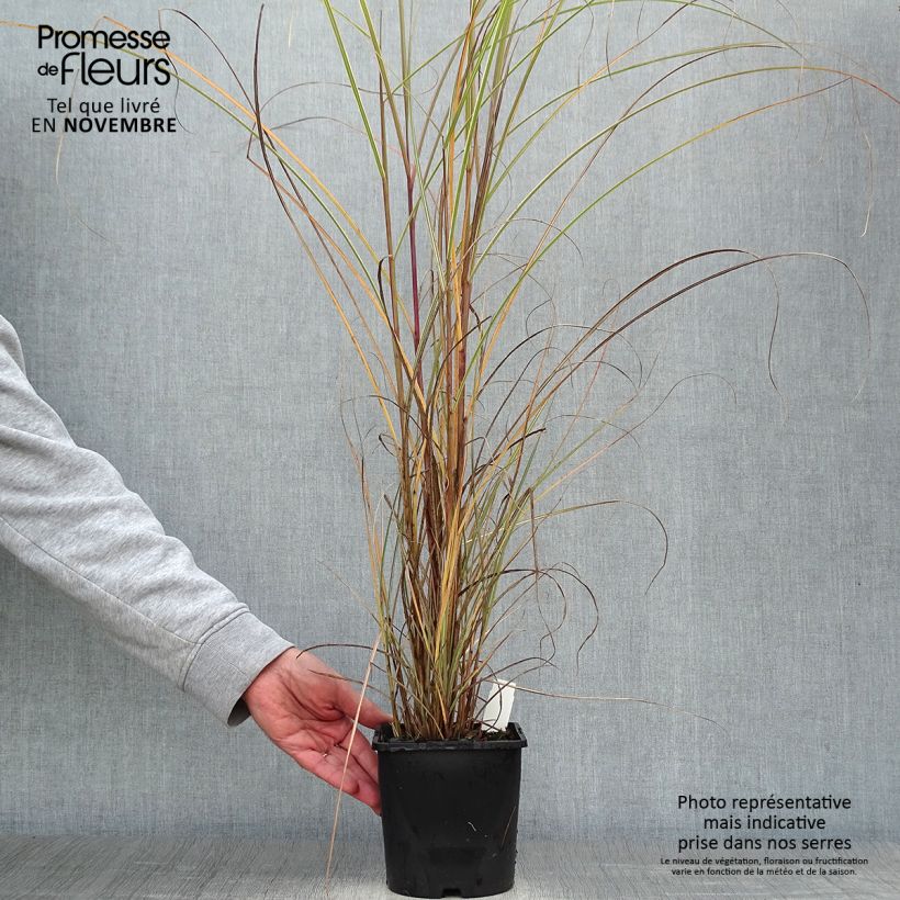 Exemplar von Chinaschilf Morning Light - Miscanthus sinensis wie im Herbst geliefert