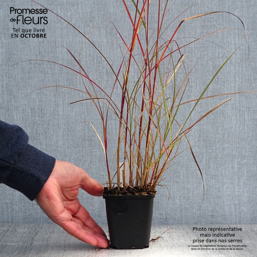 Exemplar von Chinaschilf Nippon - Miscanthus sinensis wie im Herbst geliefert