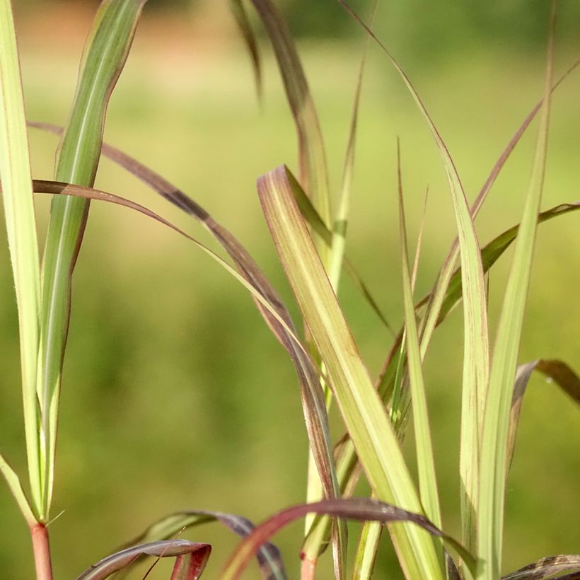 Chinaschilf Nippon - Miscanthus sinensis (Laub)