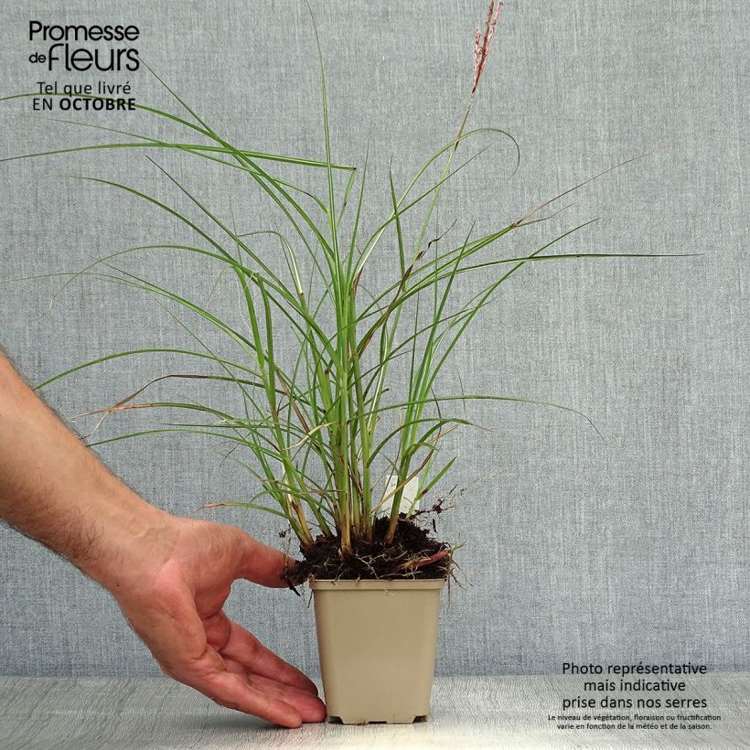 Exemplar von Miscanthus sinensis Red Chief - Roseau de Chine Godet de 9cm wie im Herbst geliefert